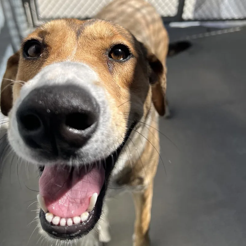 An adult large-sized female Brown / Chocolate Black and Tan Coonhound dog named Cookie for adoption in Santa Barbara, CA