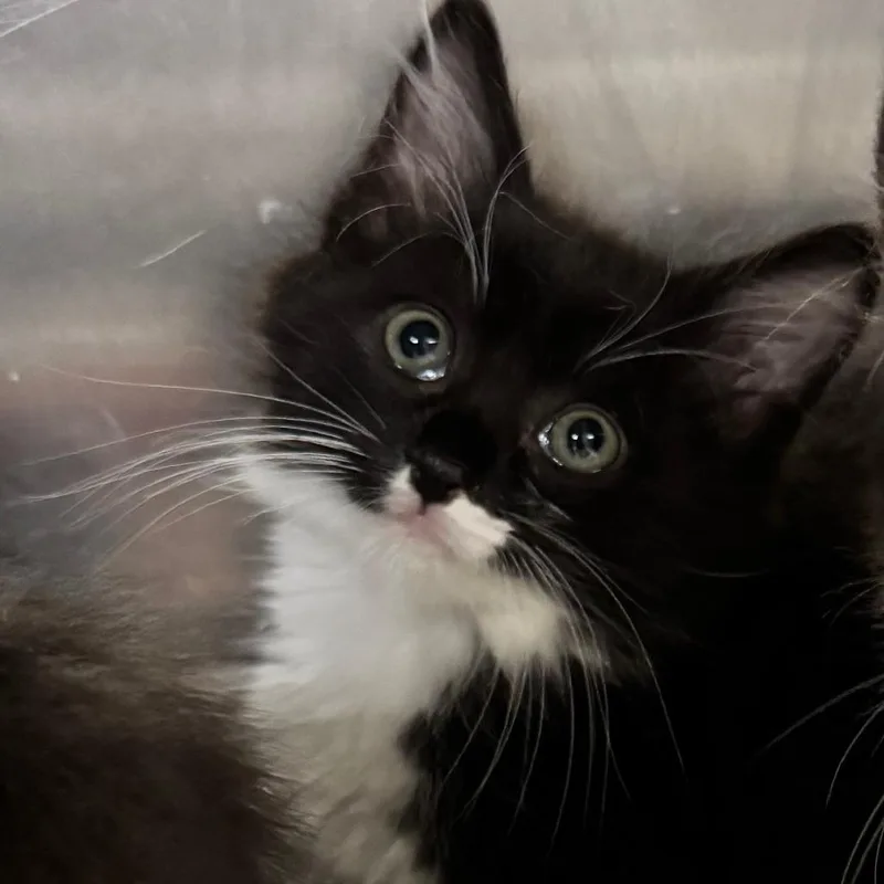 A baby small-sized male Black Domestic Medium Hair cat named Spike for adoption in Hemet, CA