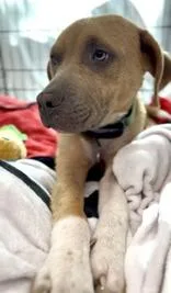 Maximus
