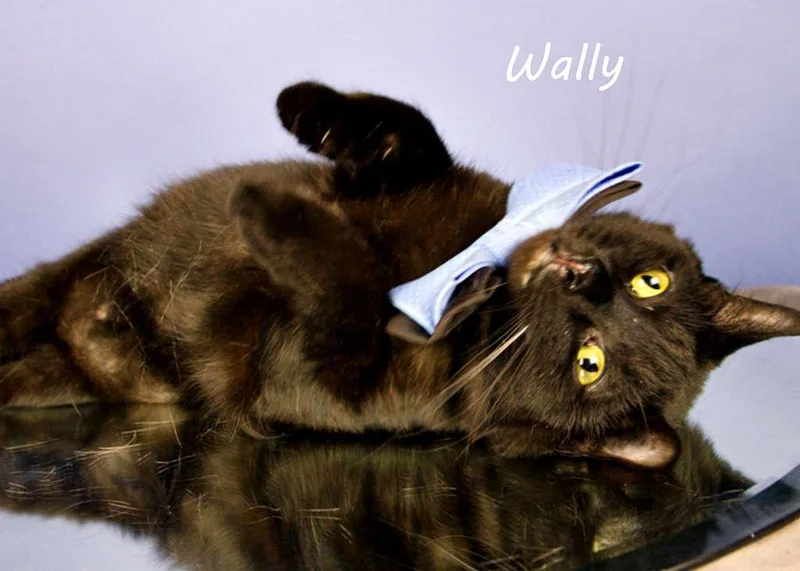 An adult medium-sized male Black Domestic Short Hair cat named Wally for adoption in York, NE