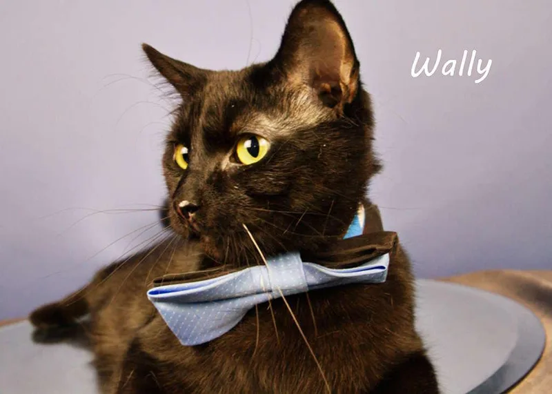 Wally thumbnail 2