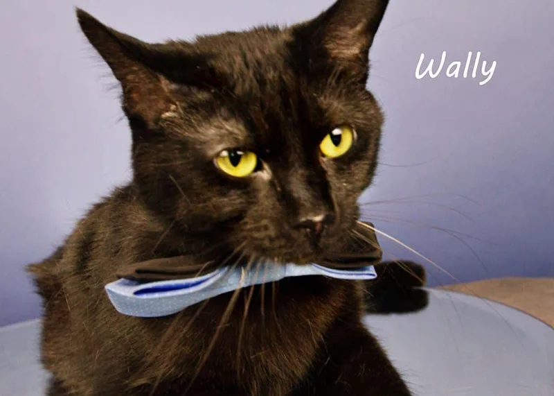 Wally thumbnail 3