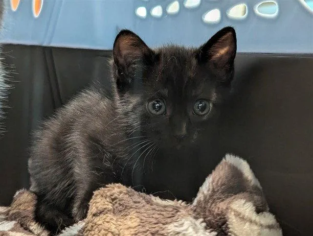 A baby medium-sized female Black Domestic Short Hair cat named Lima for adoption in Tavares, FL