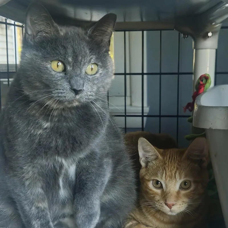 A young medium-sized female Tortoiseshell Domestic Short Hair cat named Chantel & Matthew for adoption in Rochester, NY
