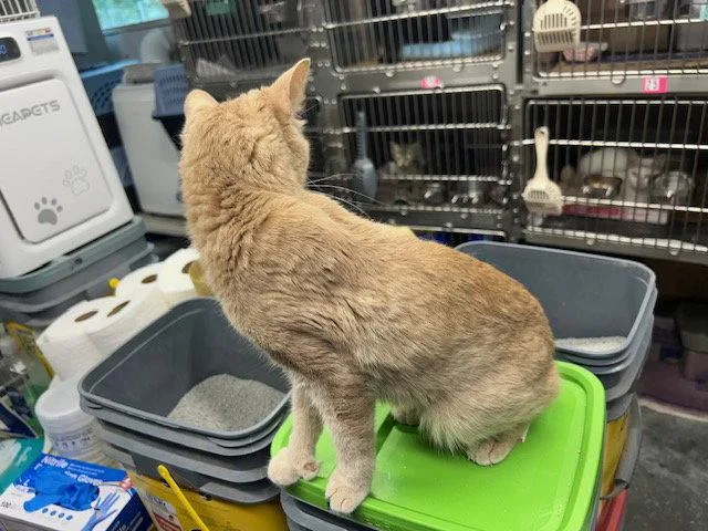 A young medium-sized female Manx cat named Isla for adoption in Herndon, VA