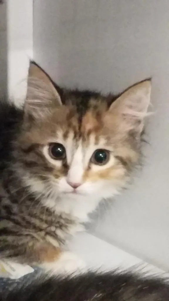 A baby small-sized female Domestic Medium Hair cat named Coral for adoption in Ewing, NJ