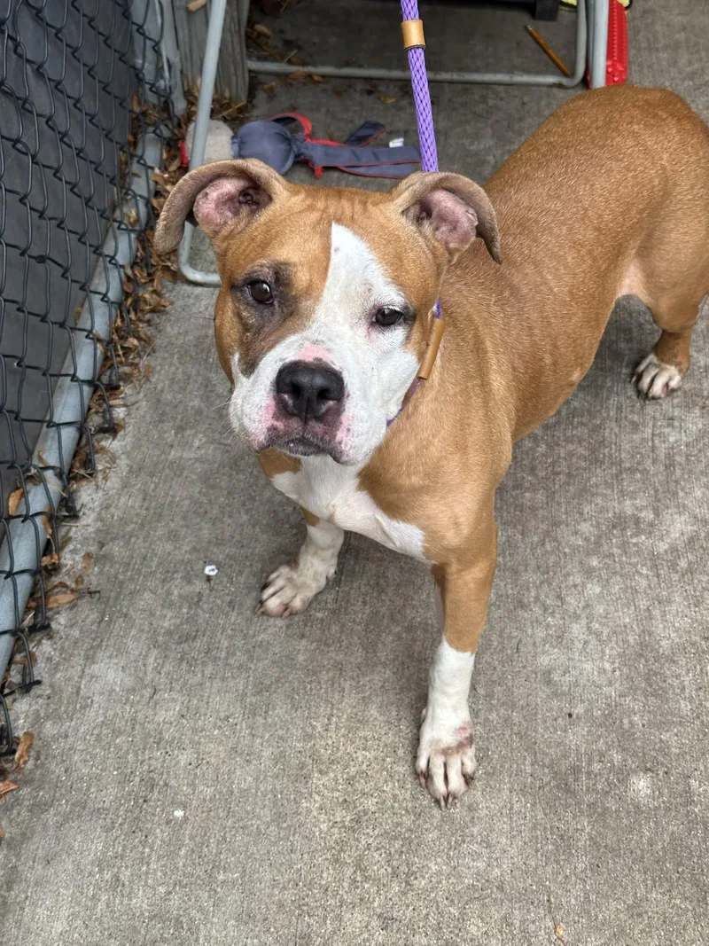 A young medium-sized female Pit Bull Terrier dog named Shireen for adoption in Crete, IL