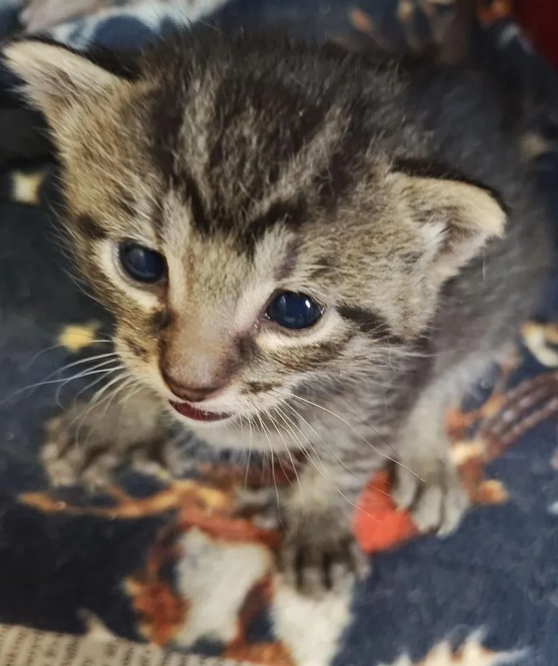 A baby medium-sized female Tabby (Gray / Blue / Silver) Domestic Short Hair cat named Maryann for adoption in Wahpeton, ND
