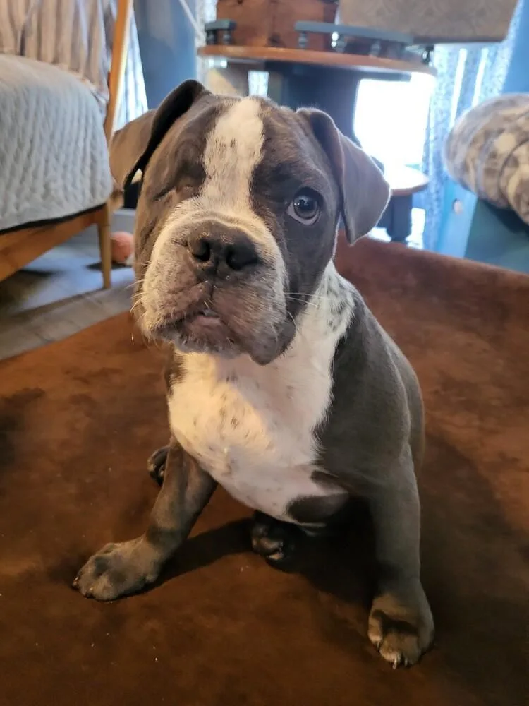 A baby small-sized female Tricolor (Brown, Black, & White) Boston Terrier dog named Mattie for adoption in Winter Garden, FL