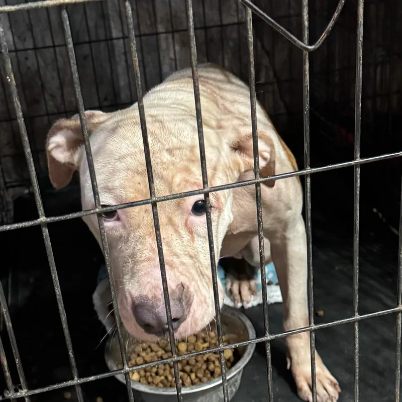 An adult medium-sized female White / Cream Pit Bull Terrier dog named Torrie for adoption in Anahuac, TX