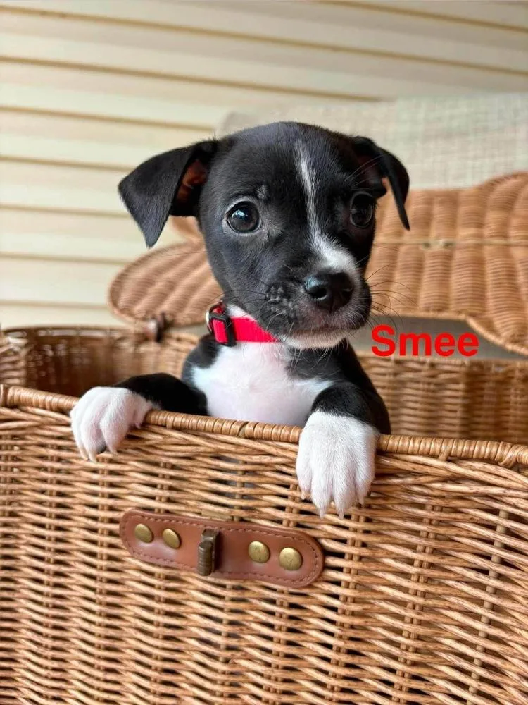 Smee