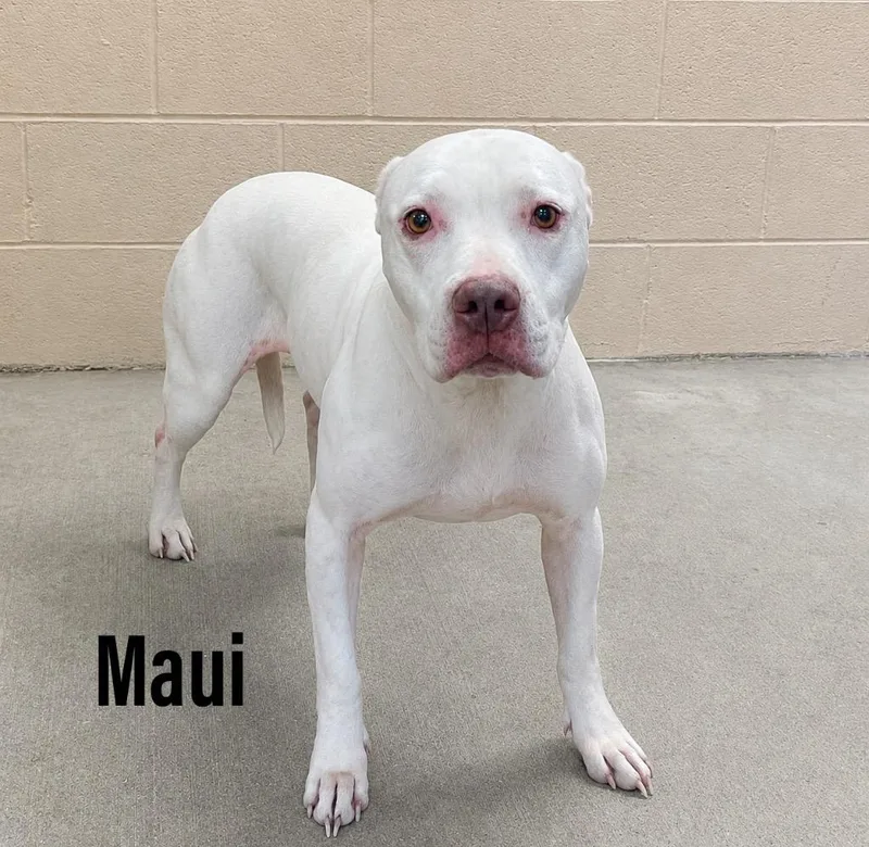 Maui