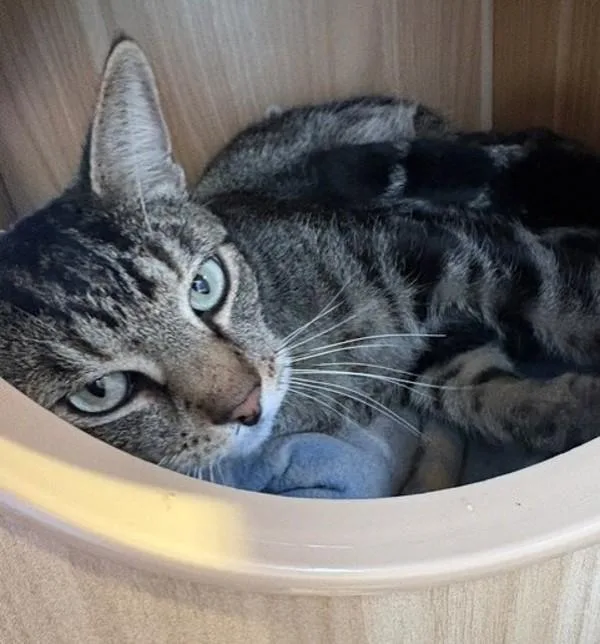 An adult small-sized male Domestic Short Hair cat named Leo for adoption in Escondido, CA