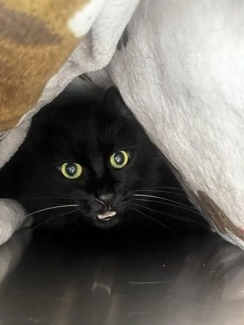 An adult medium-sized male Domestic Short Hair cat named A for adoption in Van Nuys, CA