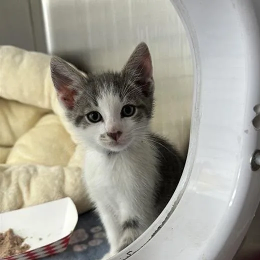 A baby small-sized male Gray / Blue / Silver Domestic Short Hair cat named Hollywood for adoption in Hawthorne, CA