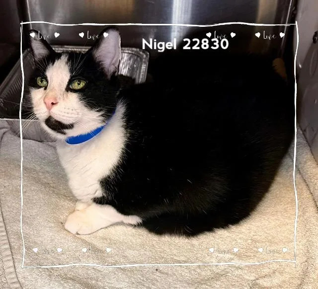 A senior large-sized male Domestic Short Hair cat named Nigel for adoption in Marietta, GA
