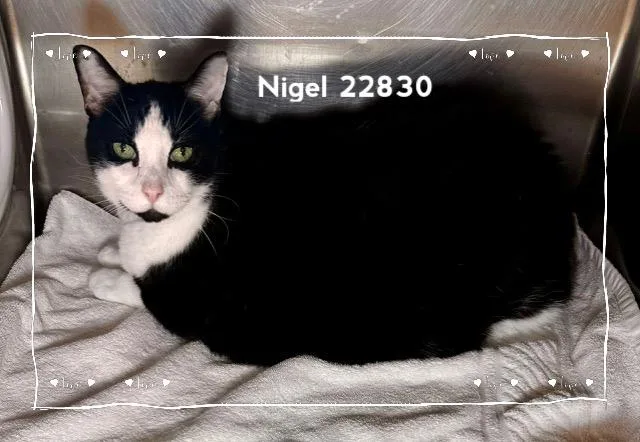 Nigel thumbnail 2