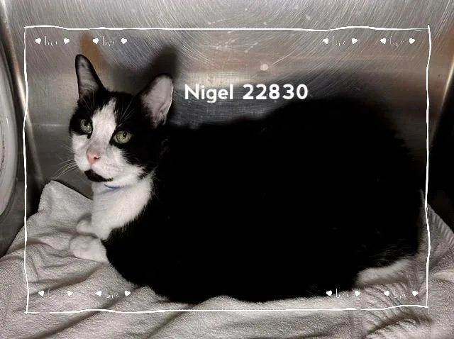 Nigel thumbnail 3