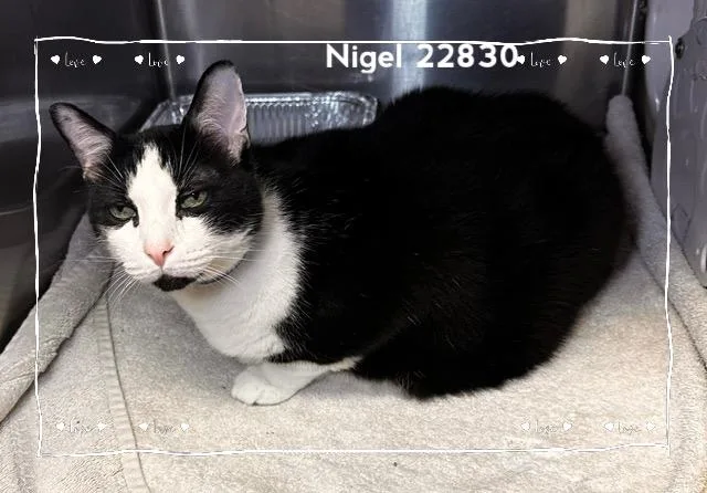 Nigel thumbnail 5