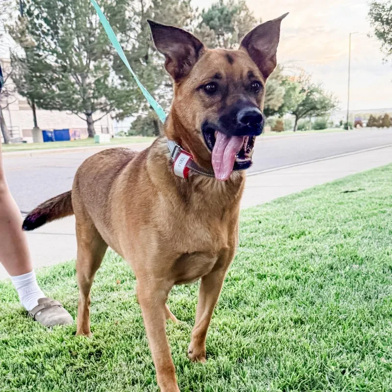 An adult large-sized male Shepherd dog named Chorizo for adoption in Parker, CO