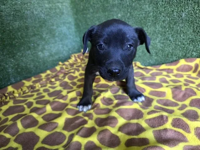 A baby small-sized female Husky dog named Ginger for adoption in Lancaster, CA