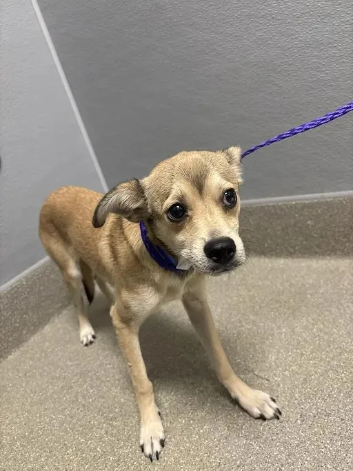 A young small-sized male Chihuahua dog named Joshua for adoption in Las Vegas, NV