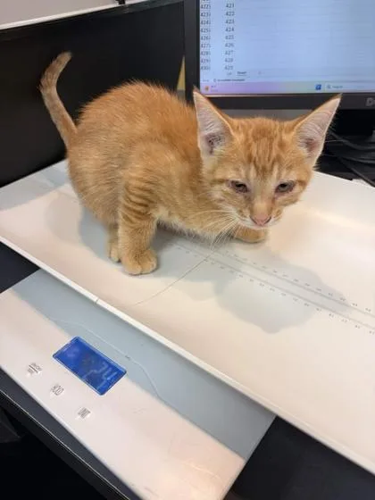 A baby small-sized male Domestic Short Hair cat named Sequoia for adoption in Memphis, TN