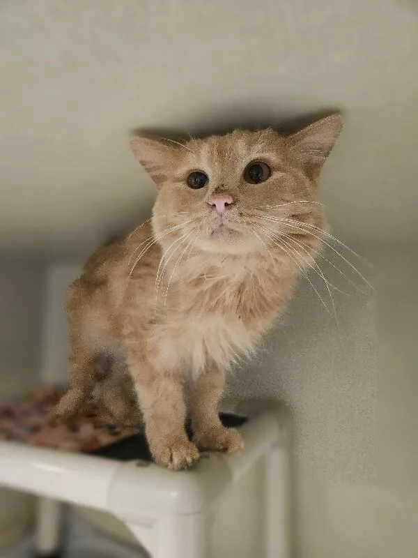 An adult medium-sized male Domestic Medium Hair cat named Canari for adoption in Fort Collins, CO