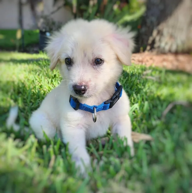 Biscuit
