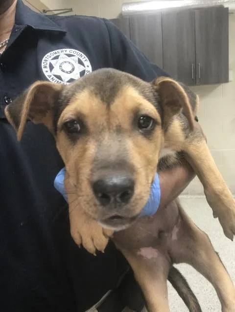 A baby small-sized male Labrador Retriever dog named A for adoption in Conroe, TX