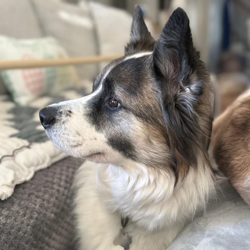 An adult small-sized female Black Collie dog named Gracie for adoption in La Grange, KY