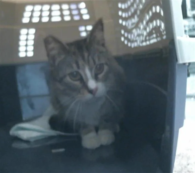 An adult medium-sized female Domestic Short Hair cat named Carrie for adoption in Houston, TX