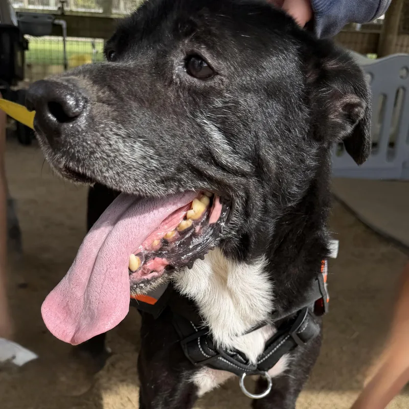 A senior medium-sized male Black Labrador Retriever dog named Oh Captain My Captain for adoption in Homestead, FL