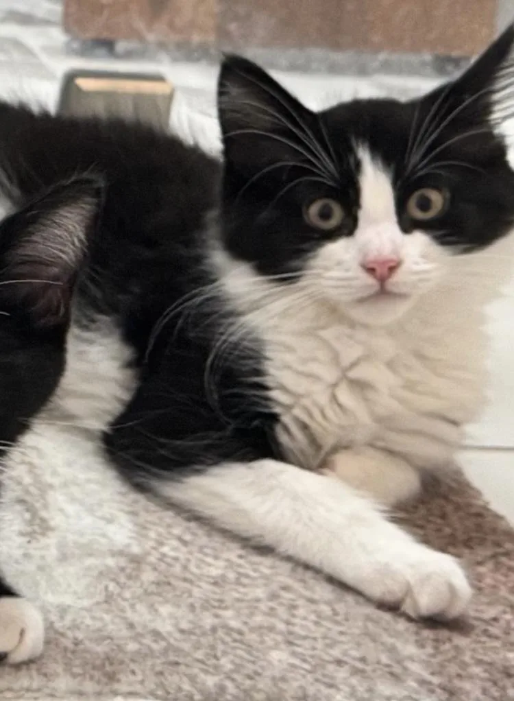 Capri And Fiji thumbnail 2