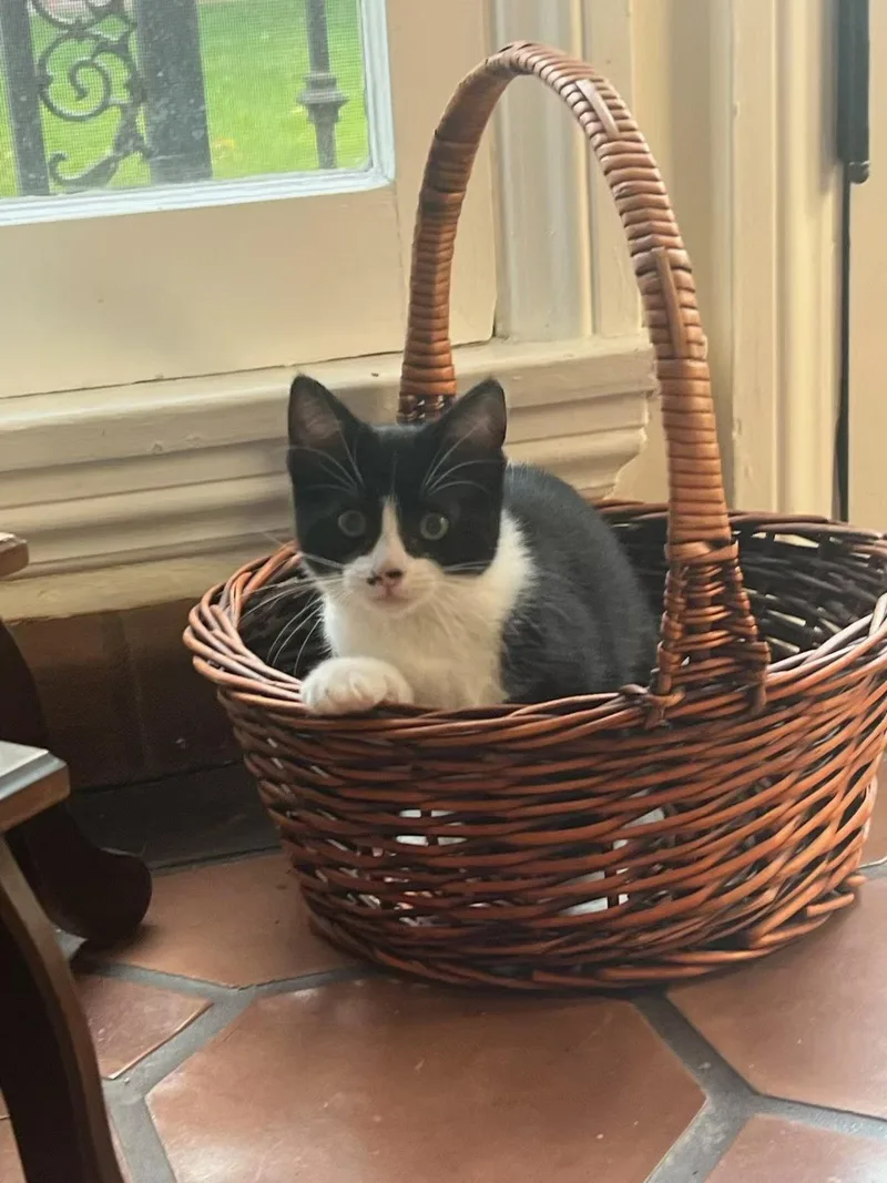 A baby medium-sized female Domestic Short Hair cat named Tilli for adoption in Los Angeles, CA