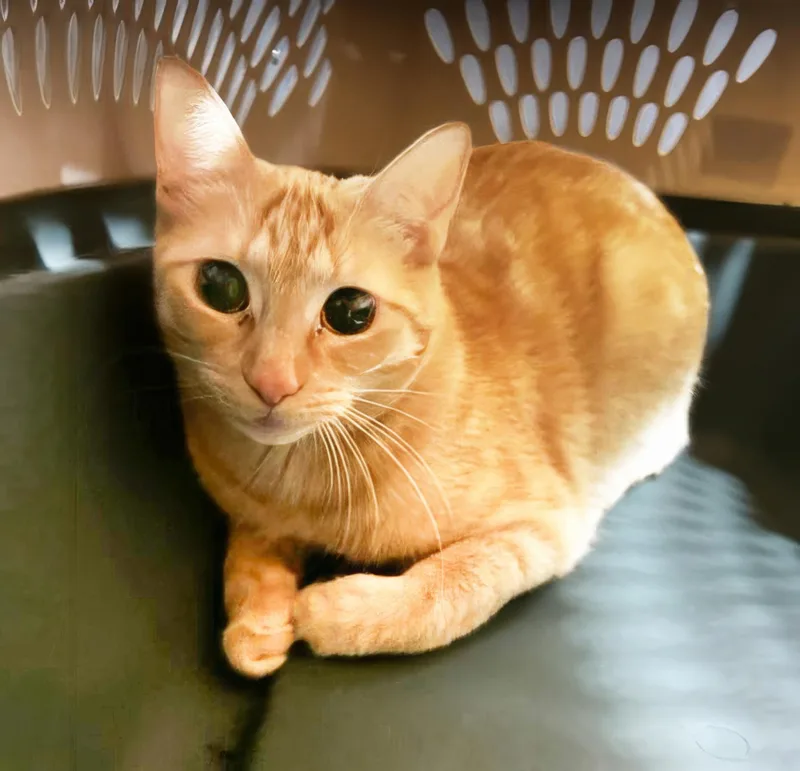An adult medium-sized female Tabby (Orange / Red) Domestic Short Hair cat named Unicorn for adoption in Nashville, TN