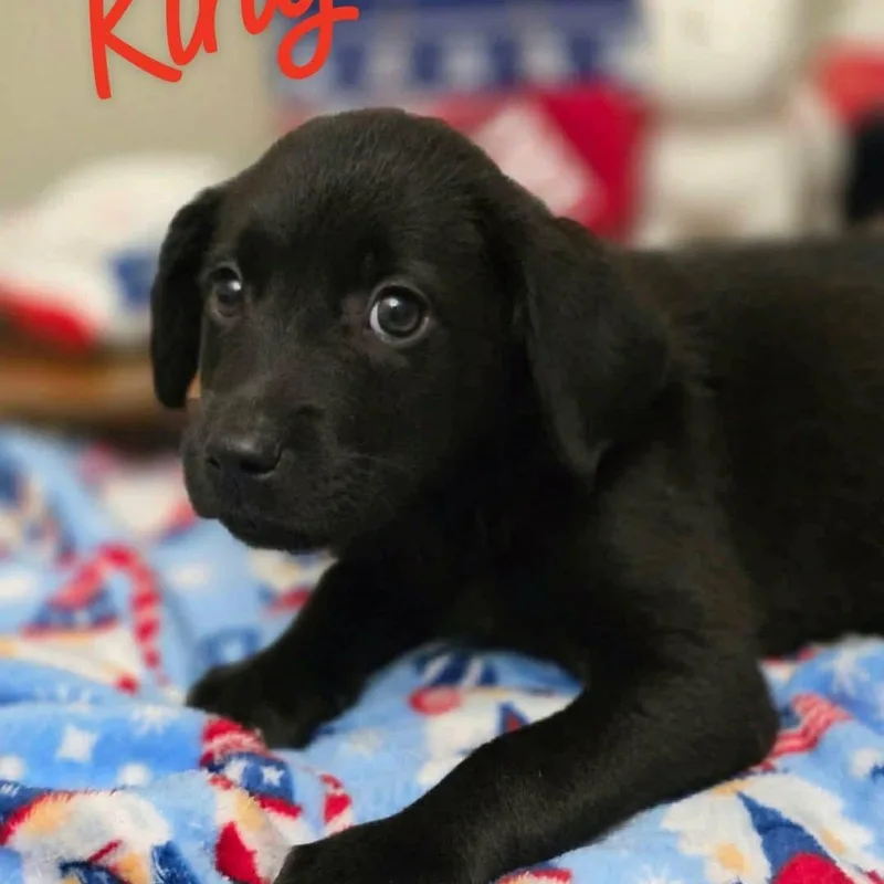 A baby medium-sized male Black Labrador Retriever dog named King for adoption in Eatontown, NJ