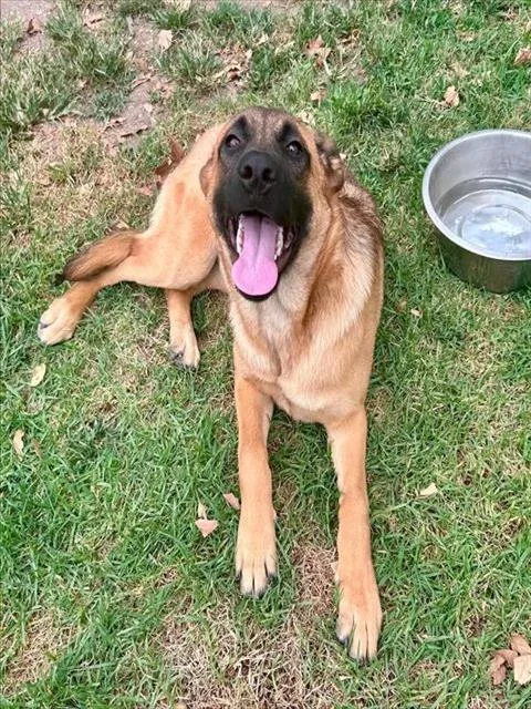 A young small-sized female Belgian Shepherd / Malinois dog named Stella for adoption in Riverside, CA