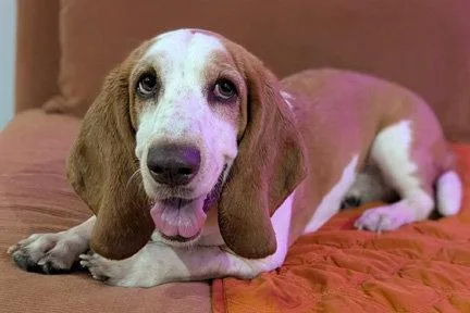 An adult medium-sized female Basset Hound dog named Luna for adoption in Mays Landing, NJ