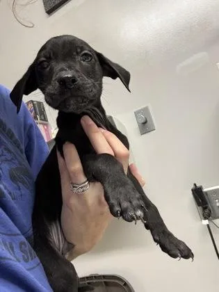 A baby small-sized male Pit Bull Terrier dog named Archer for adoption in Pequot Lakes, MN