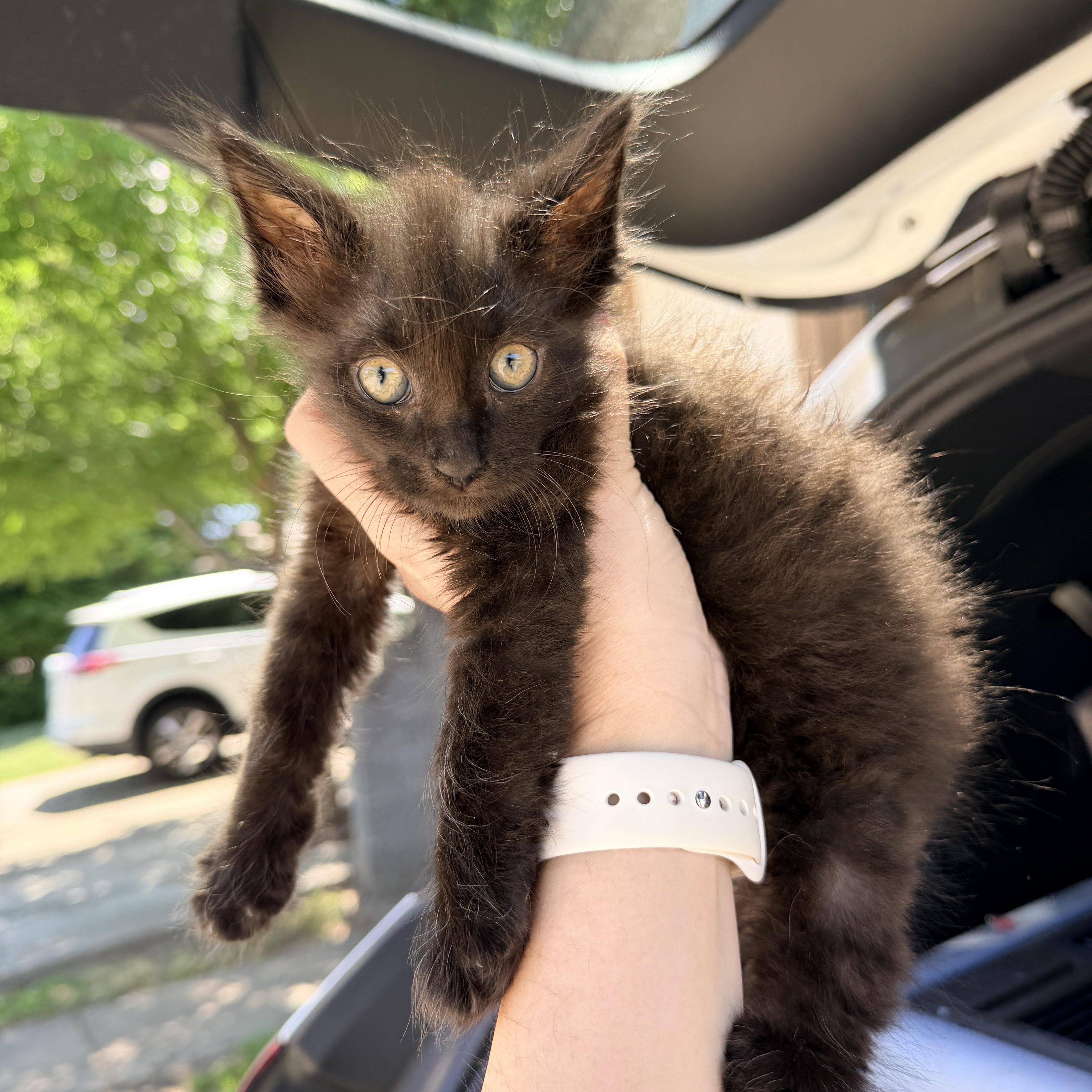 A baby medium-sized male Domestic Medium Hair cat named Lyken for adoption in Penryn, CA