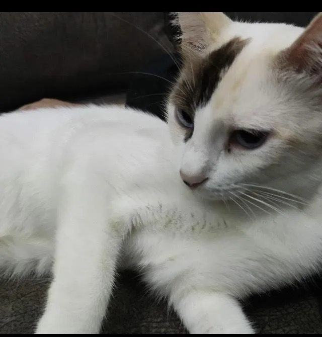 A baby small-sized female Snowshoe cat named Loza Blind for adoption in WOLCOTT, CT