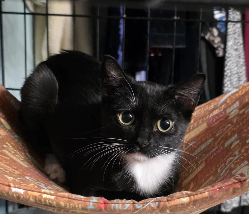 A young medium-sized female Domestic Short Hair cat named Nebula for adoption in Phoenix, AZ