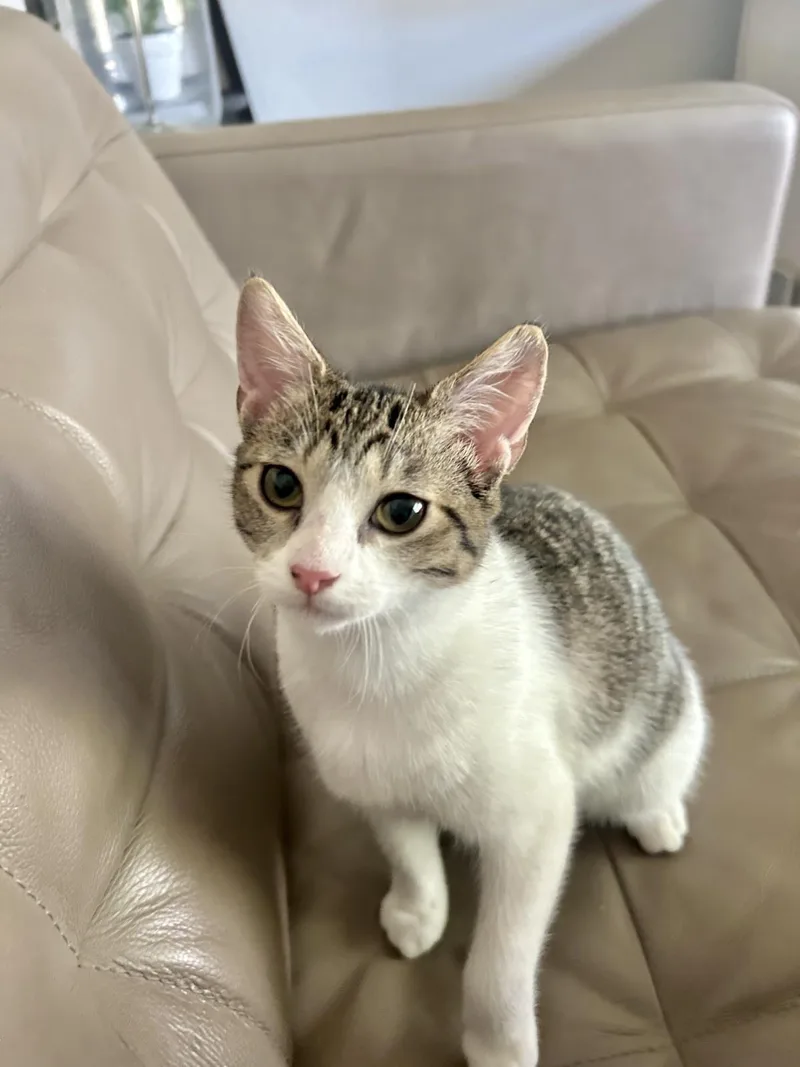 A baby medium-sized female Brown / Chocolate Domestic Short Hair cat named Penelope Jones for adoption in Chandler, AZ