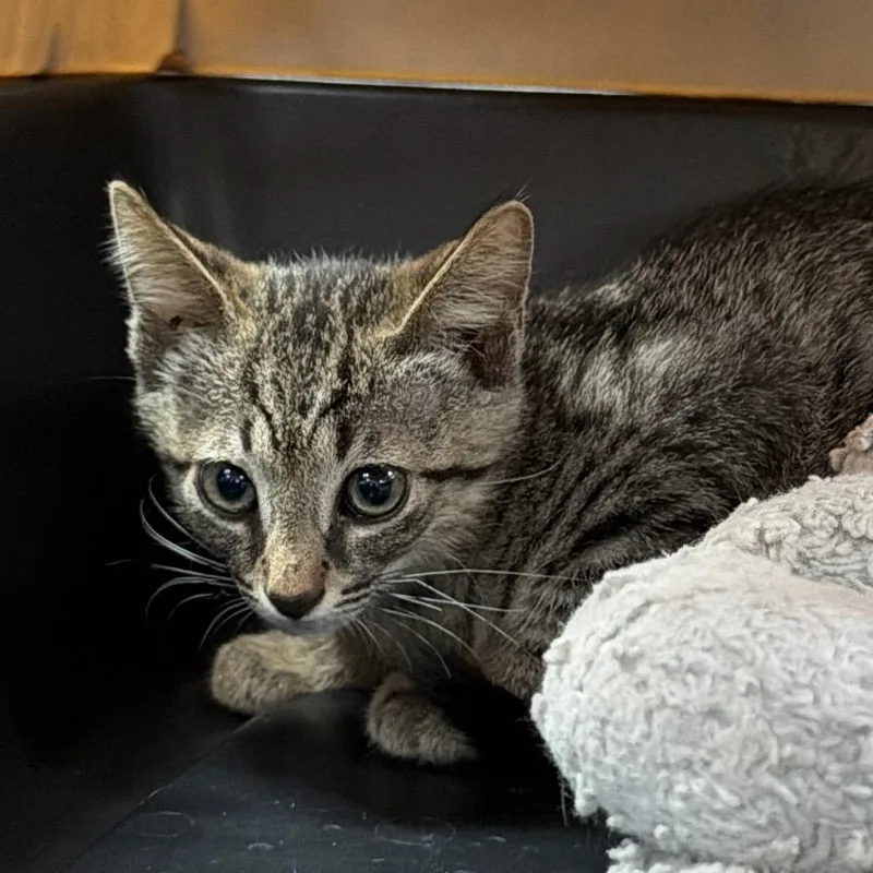 A baby small-sized male Gray / Blue / Silver Domestic Short Hair cat named Chiller for adoption in Lakeland, FL