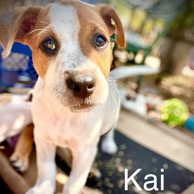 Kai