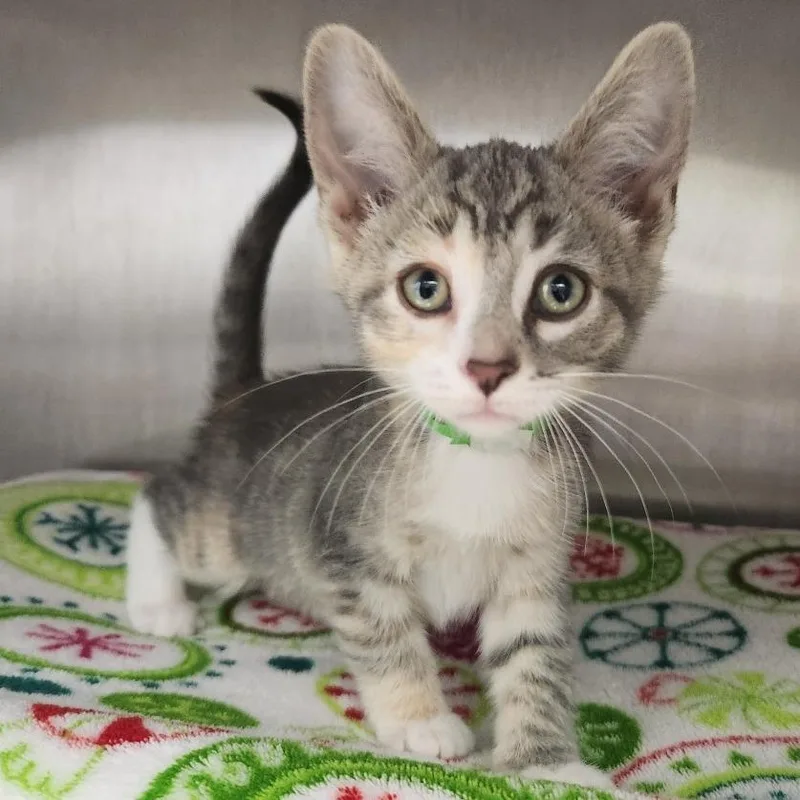 A baby small-sized female Calico Domestic Short Hair cat named Bluebelle for adoption in Fort Wayne, IN