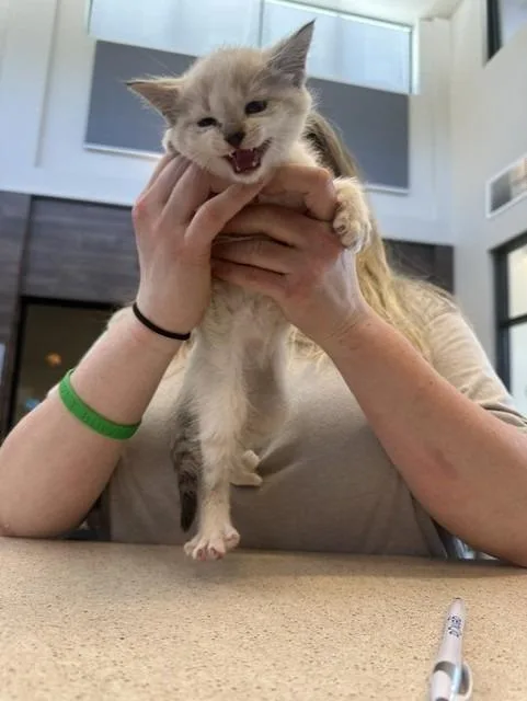 A young small-sized female Domestic Short Hair cat named Northeastkiki for adoption in Rome, GA