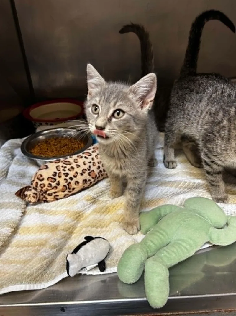 A baby medium-sized male Tabby (Gray / Blue / Silver) Domestic Short Hair cat named Callum for adoption in Chambersburg, PA