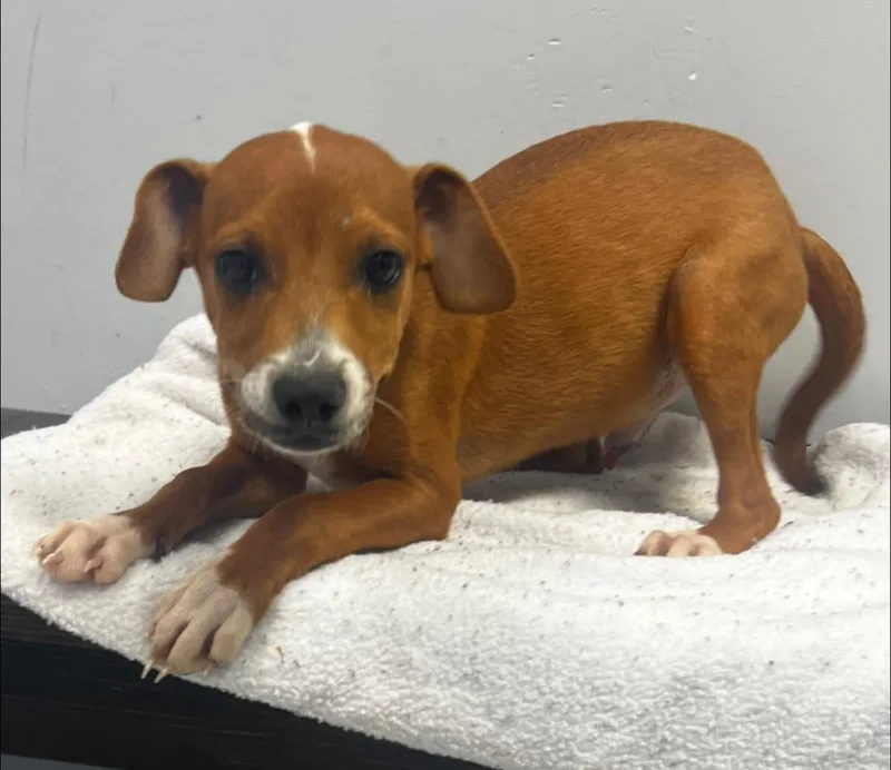A baby medium-sized male Hound dog named Oscar for adoption in Pryor, OK